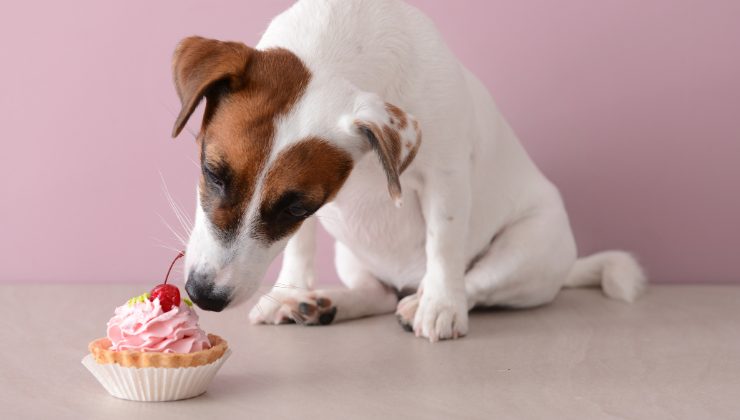 Jack Russell mangia un dolcetto