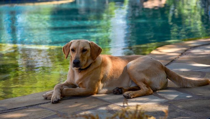 Cane beige sdraiato a bordo piscina