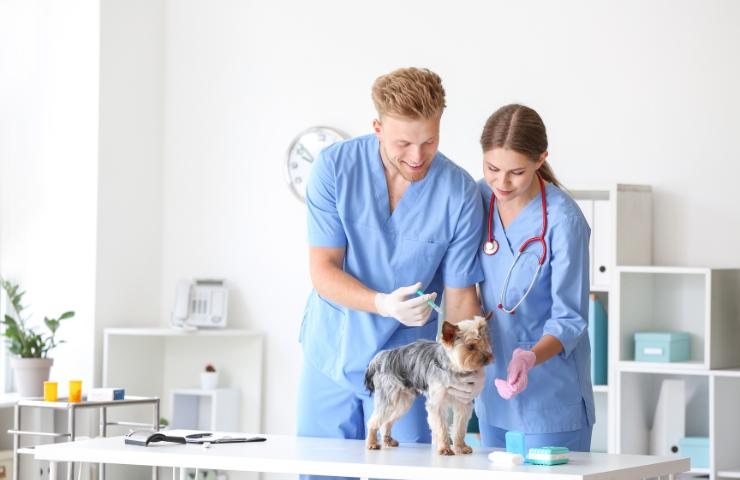 Veterinari somministrano cure al cane