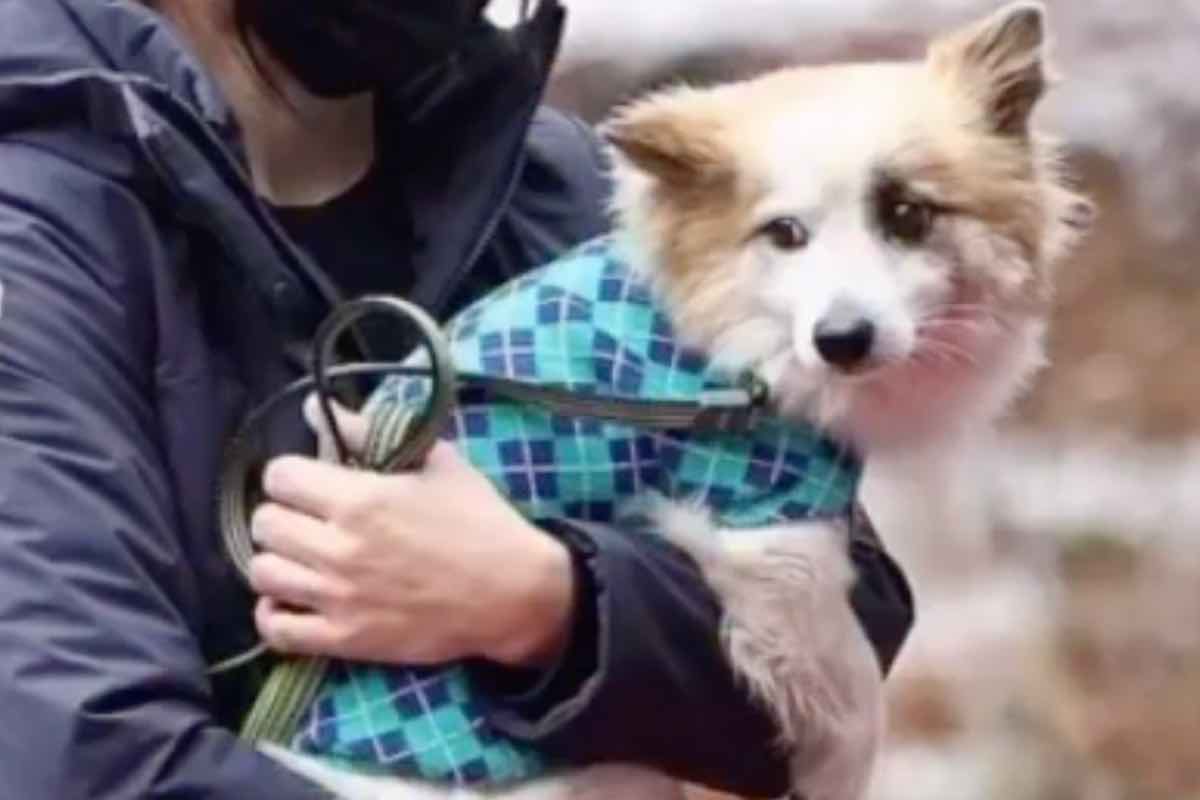 Il cane che ha perso la sua famiglia in Corea