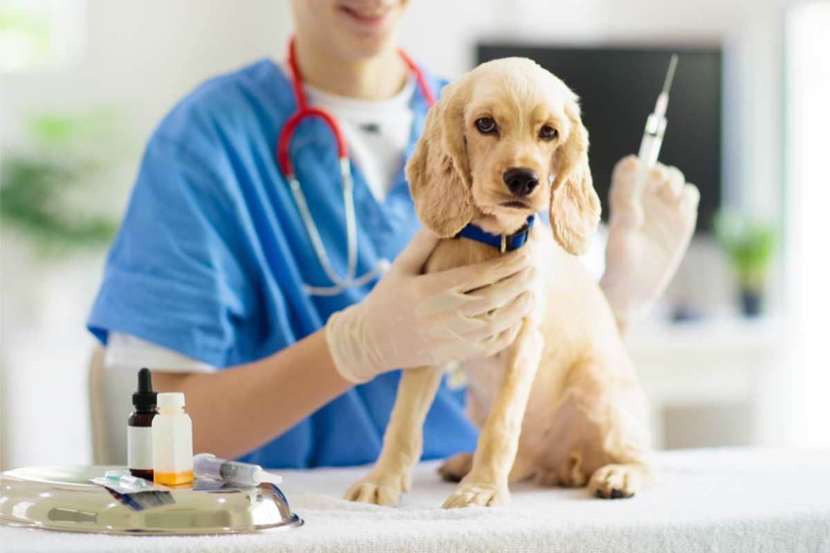 Cucciolo dal veterinario per vaccinazione