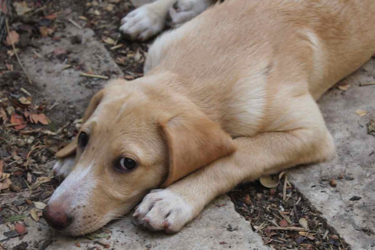 cane Marcus cerca casa