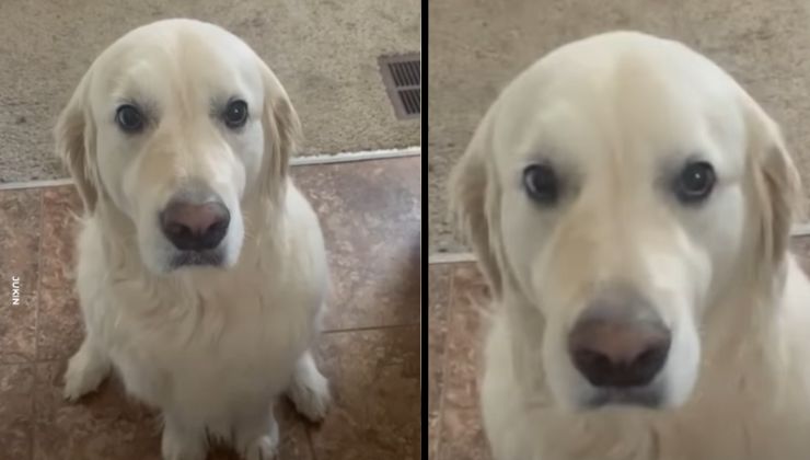 cane con sguardo colpevole