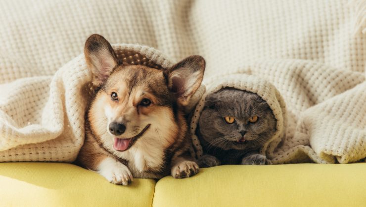 cane e gatto sotto alla coperta