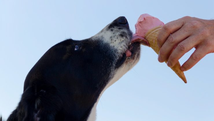 cane mangia il gelato