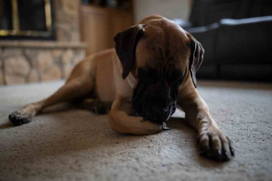 Cane si morde le zampe: quando preoccuparsi?