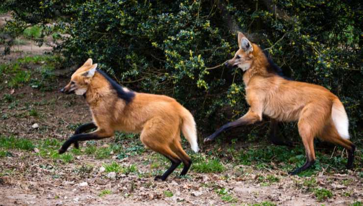 coppia di lupi con le zampe lunghe