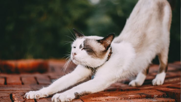 gattino si stiracchia